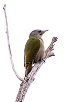 Femelle pic cendré