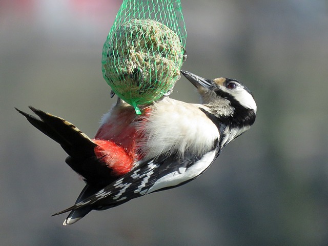 Pic épeiche, dendrocopus major