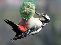 Pic épeiche à la boule