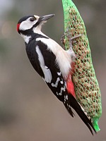 Pic épeiche, dendrocopus major
