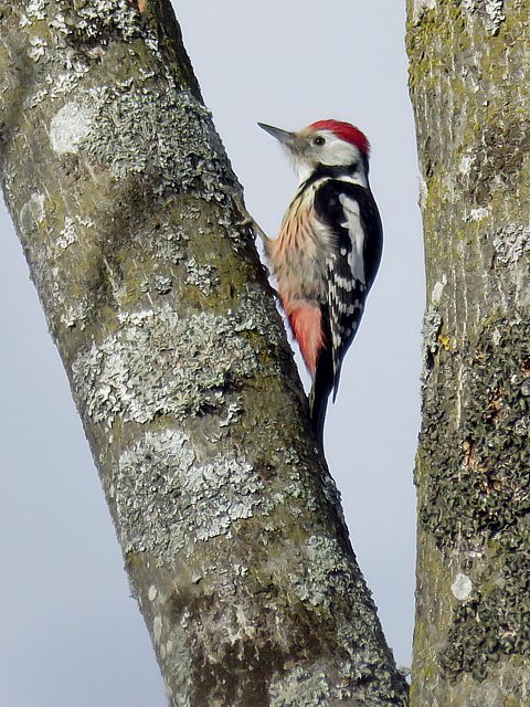Pic mar, dendrocopus medius
