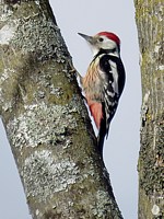 Pic mar, dendrocopus medius