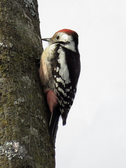 Pic mar, dendrocopus medius