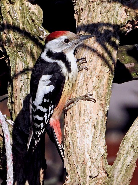 Pic mar, dendrocopus medius