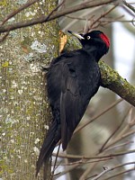 Pic noir, dryocopus martius