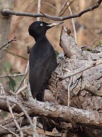Pic noir, dryocopus martius