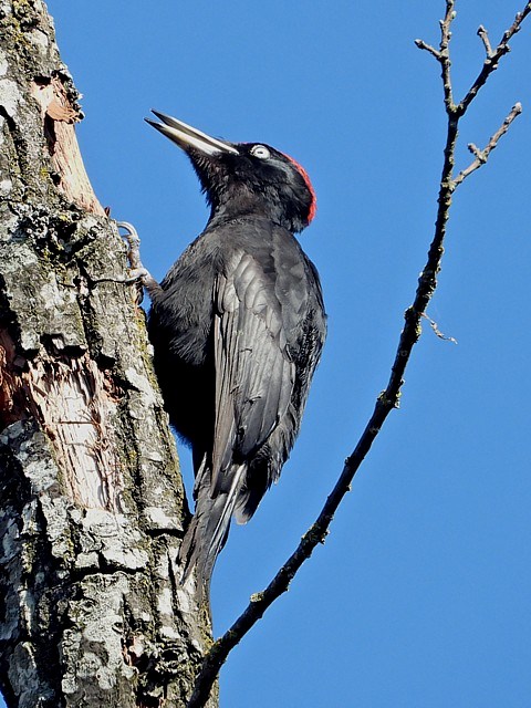 Pic noir, dryocopus martius