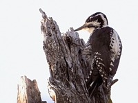 Pic tridactyle, picoides tridactylus