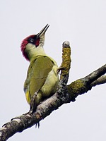 Pic vert, picus viridis