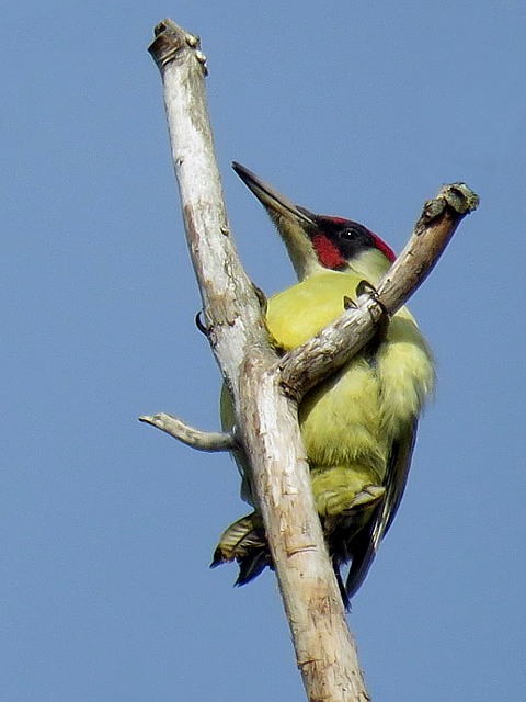 Pic vert, picus viridis