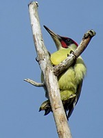 Pic vert, picus viridis