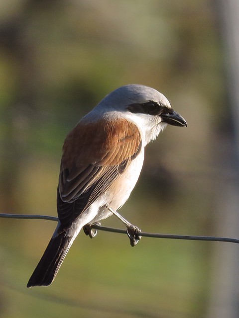 Pie-grièche écorcheur, lanius collurio