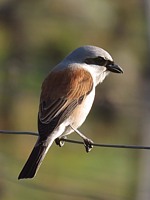 Pie-grièche écorcheur, lanius collurio