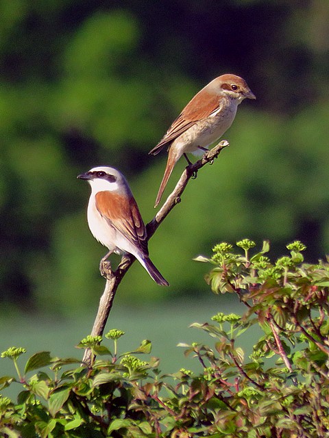 Pies-grièches écorcheur, lanius collurio