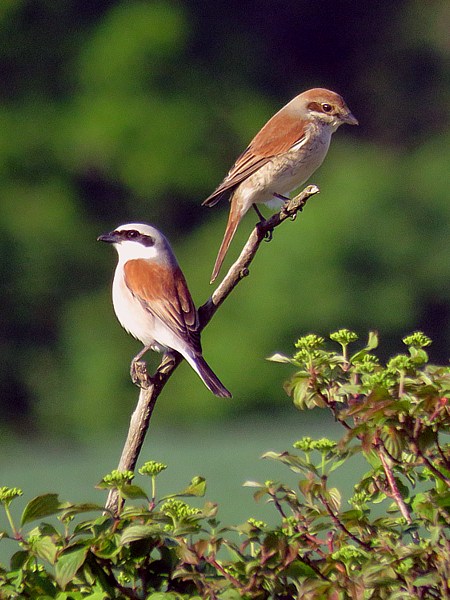Couple de pies-grièches
