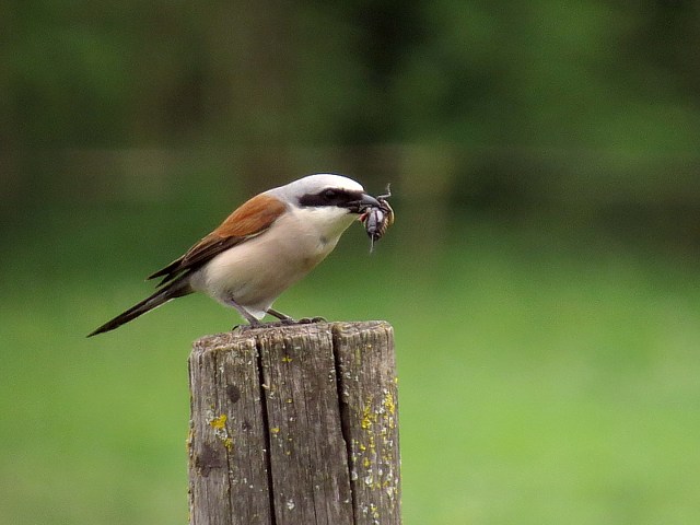 Pie-griche corcheur, lanius collurio