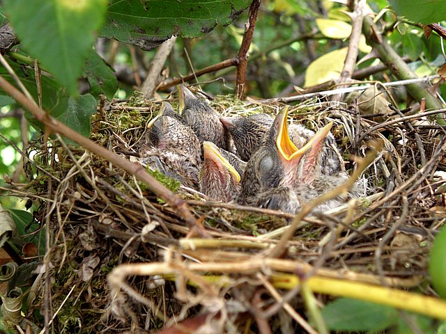Nid de pies-grièches, six poussins