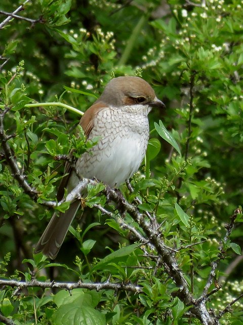 Femelle pie-grièche écorcheur, lanius collurio