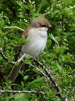 Femelle pie-grièche écorcheur, lanius collurio