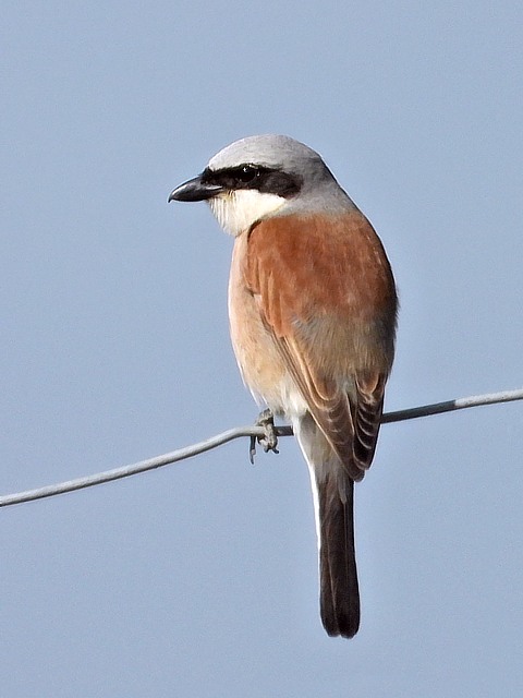 Pie-grièche écorcheur, lanius collurio
