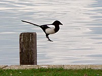 Saut de pie