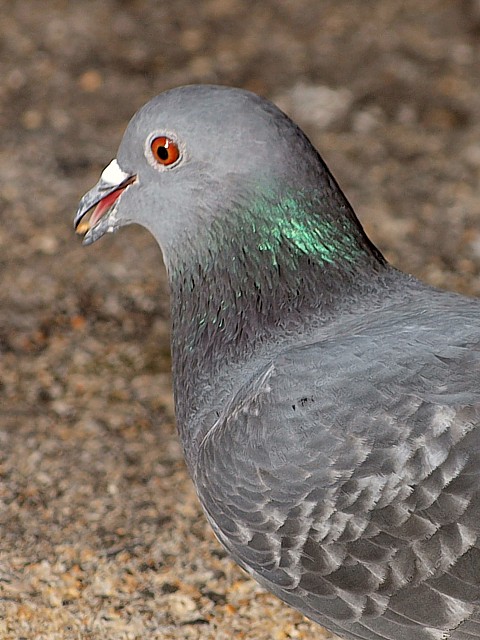 Pigeon domestique, columba livia domestica