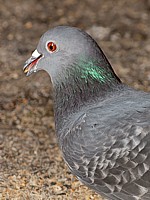 Pigeon domestique