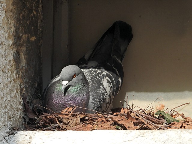 Pigeon domestique au nid