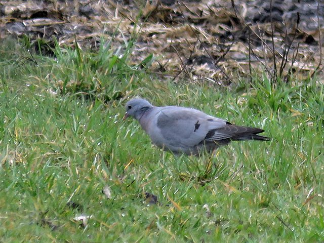 Pigeon colombin, columba oenas