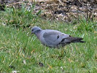 Pigeon colombin, columba oenas