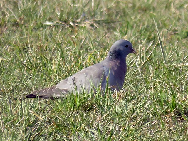 Pigeon colombin, columba oenas