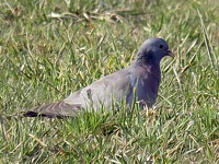 Pigeon colombin, columba oenas