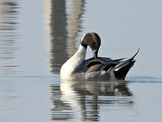 Canard pilet, anas acuta