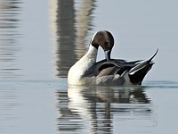 Canard pilet, mâle, anas acuta