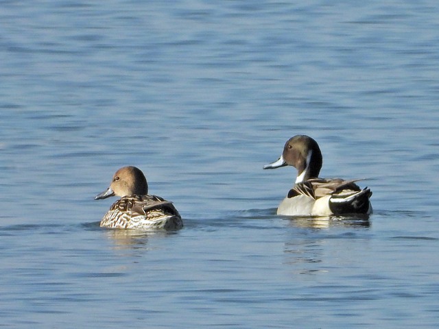 Couple de canards pilets