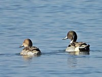 Couple de pilets