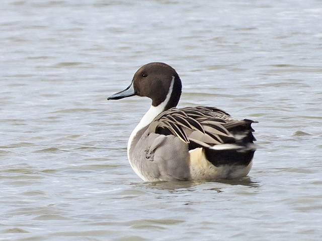 Canard pilet, anas acuta
