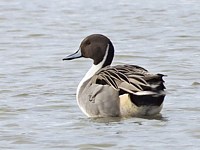 Canard pilet, anas acuta