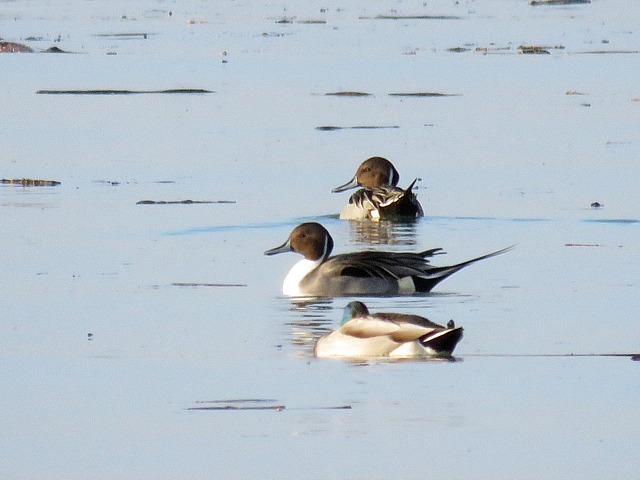 Couple de canards pilets