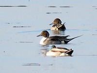 Canards pilets