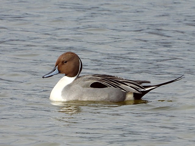 Canard pilet mâle