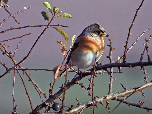 Pinson du nord, fringilla montifringilla