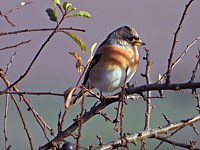 Pinson du Nord, fringilla montifringilla