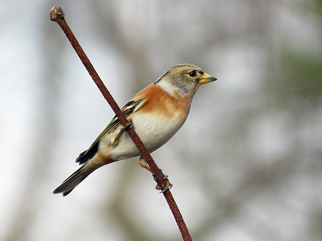 Femelle pinson du nord, fringilla montifringilla