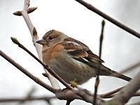 Femelle pinson du Nord, fringilla montifringilla