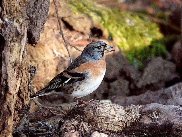 Pinson du nord, fringilla montifringilla