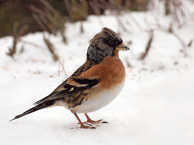 Pinson du nord dans la neige