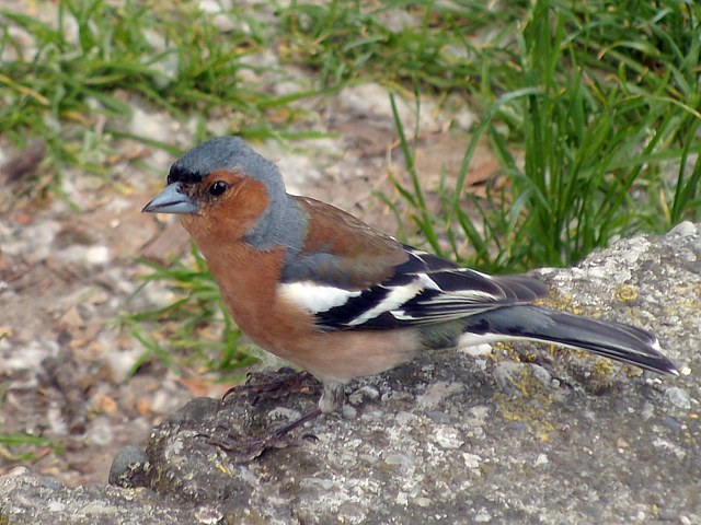Pinson des arbres, fringilla coelebs