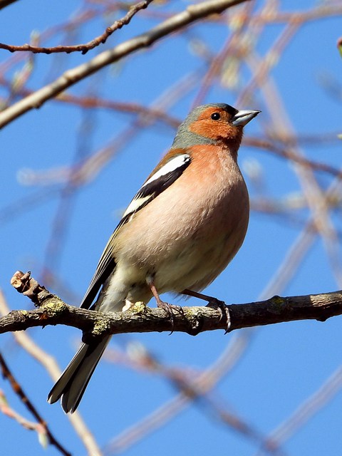 Pinson des arbres