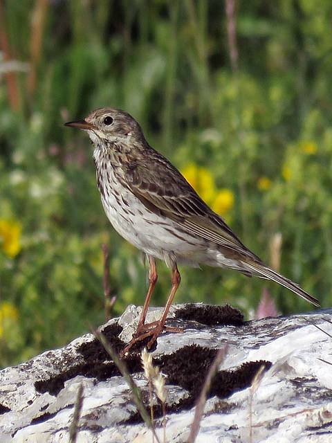Pipit des arbres, anthus trivialis
